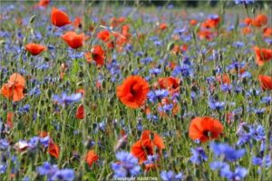 Coquelicot and bleuets